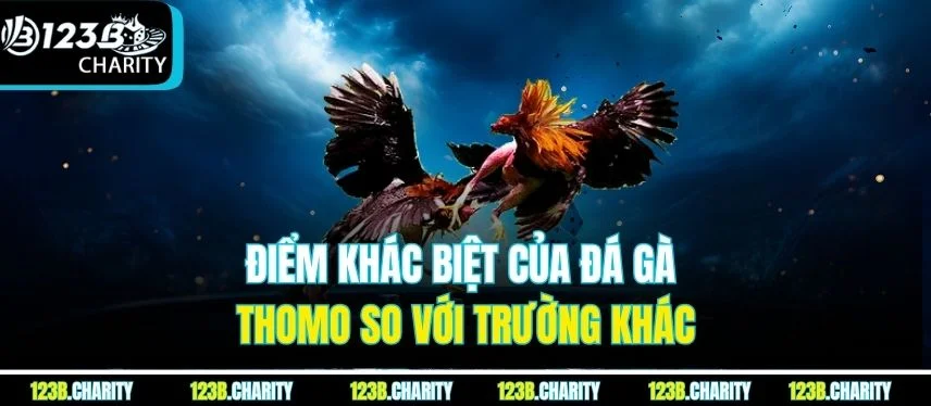 Điểm khác biệt của đá gà Thomo so với trường khác