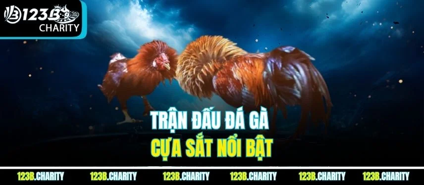 Trận đấu đá gà cựa sắt nổi bật